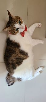 High angle view of cat lying on floor at home