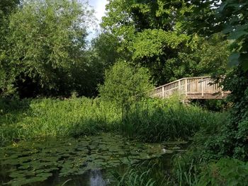 Plants and trees by lake in forest