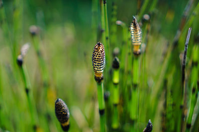 Close-up of butterfly on plant