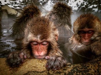 Portrait of monkey monkeys