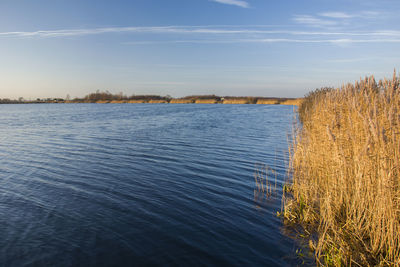 Waves on blue lake and reeds in the water, sunny day