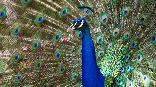 Close-up of peacock
