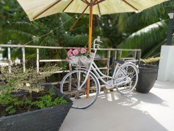 View of potted plants