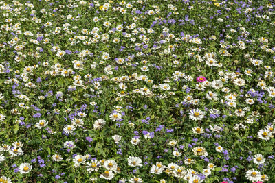 Close-up of white flowering plants on field