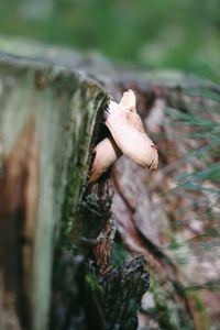 Close-up of mushroom growing on tree trunk