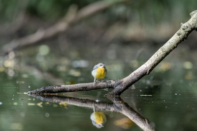 Bird perching on branch