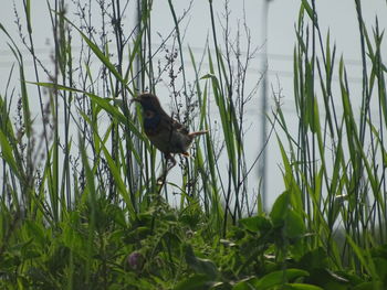Bird perching on grass