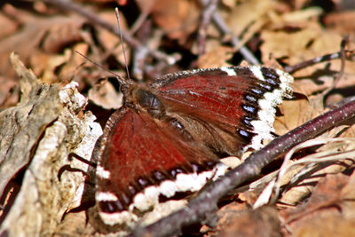 Close-up of leaves