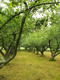 Trees on landscape