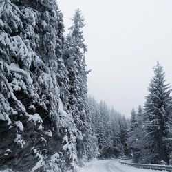 Road passing through trees