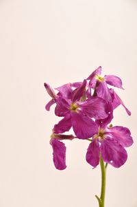 Close-up of purple flowering plant against white background