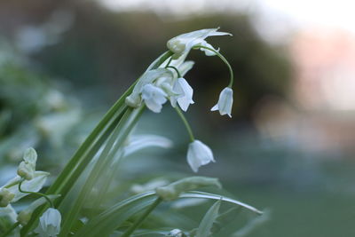 Close-up of white flower