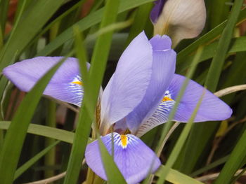 Close-up of purple iris blooming outdoors