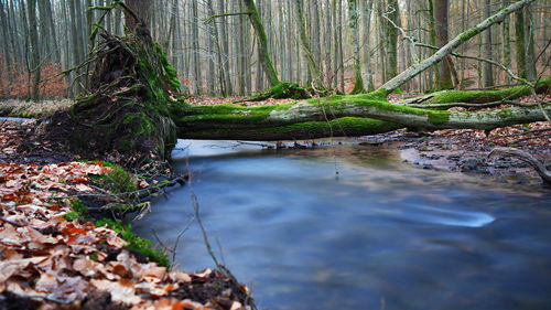 Stream flowing in forest