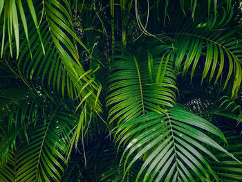 Close-up of palm tree leaves