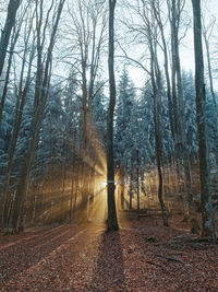 Trees in forest