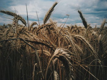 Close-up of wheat field against sky