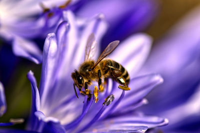 Close-up of bee pollinating on purple flower