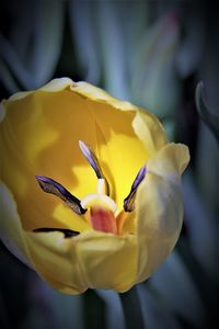 Close-up of yellow flower