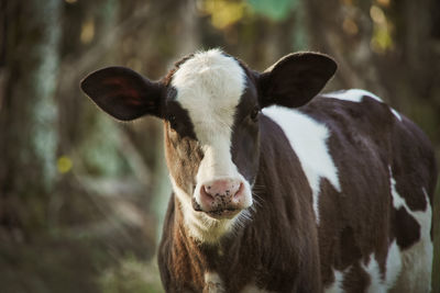 Close-up of cow