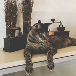 Cat sitting on table at home