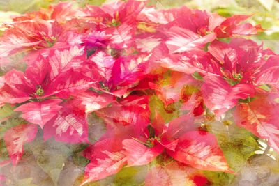 Close-up of pink flowers