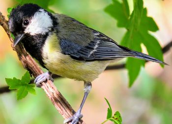 Close-up of bird perching on branch