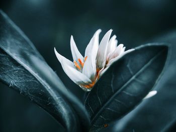 Close-up of white crocus