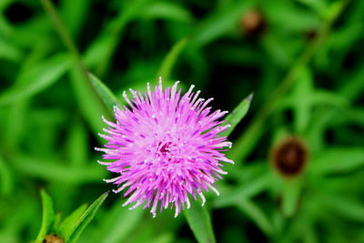 Close-up of pink flowers blooming