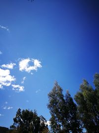 Low angle view of trees against blue sky