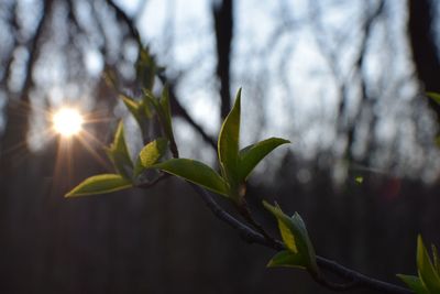 Close-up of plant against sky