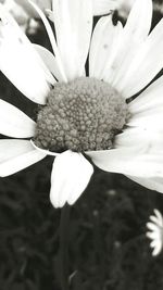 Close-up of flower