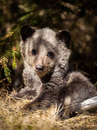 Close-up of a young brown bear cub in the wil forest.