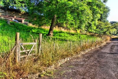 Footpath amidst trees in field