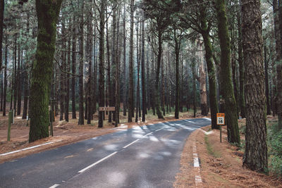 Empty road amidst trees in forest