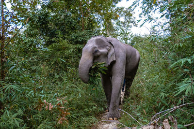 Elephant in forest