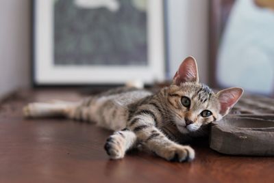 Kitten relaxing at home