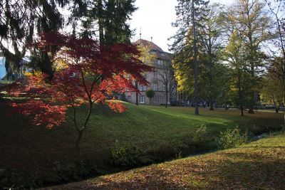 Trees in park during autumn