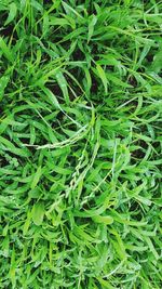 Full frame shot of fresh green leaves