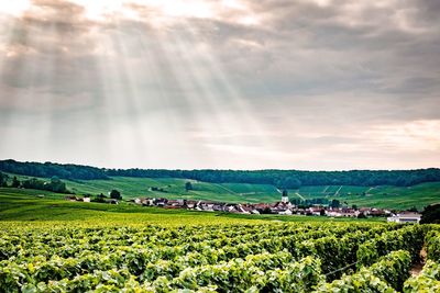 Scenic view of agricultural field against sky