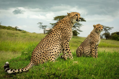 Cheetah sitting with cub on grassy mound