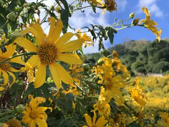 Close-up of yellow flowering plant