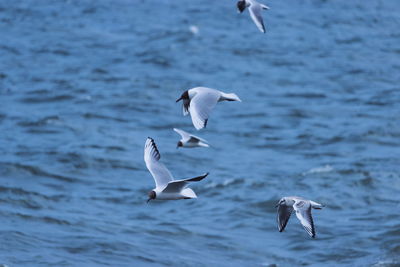 Black-headed gulls flying over sea