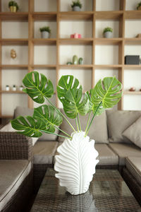 Potted plant monstera on sofa at home