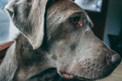 Close-up portrait of dog