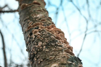 Low angle view of tree against sky