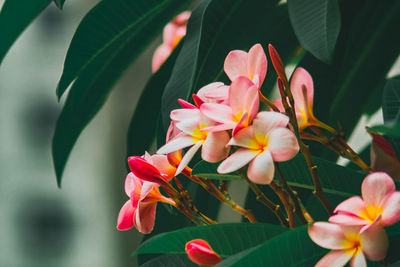 Close-up of flowers against blurred background