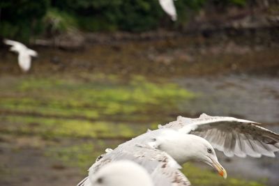 Seagull flying over a land