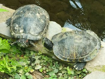 High angle view of turtle in water