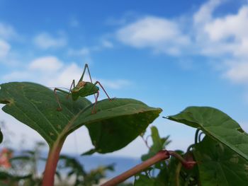 Close-up of insect on leaf